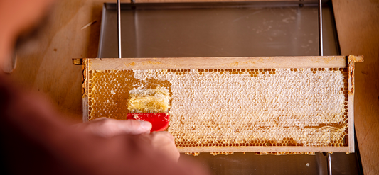Why do beekeepers feed sugar to their bees?