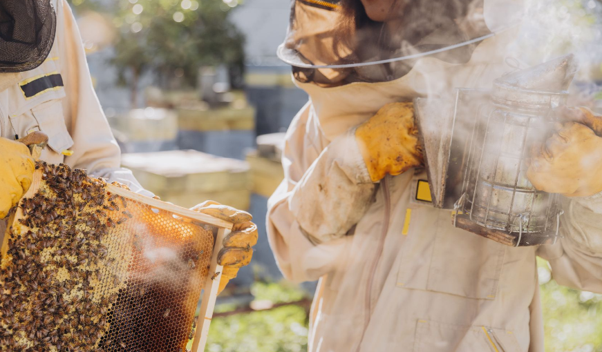 How to Use a Beekeeping Smoker Properly