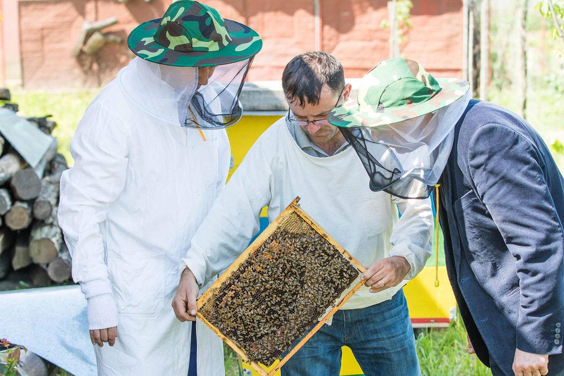 Maintaining Proper Hive Ventilation: The Key to Preventing Swarming Heat