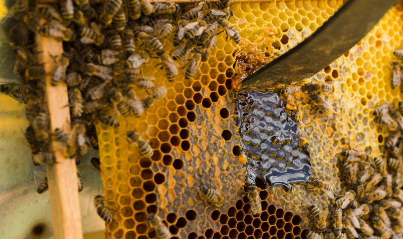 What Is a Screened Bottom Board in a Beehive? Can You Use It in Winter?