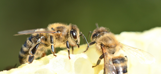 In which month is it easiest to lure bees?