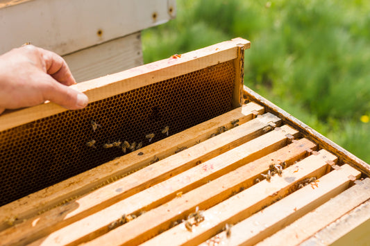 🐝 Backyard Beekeeping Guide: 5 Essentials Every U.S. Beekeeper Must Know