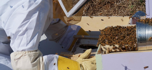How can beekeeping stop bees from running?