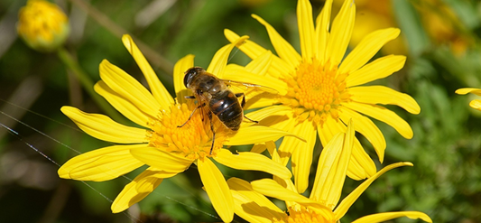 Can bees be trapped year round?