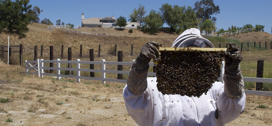 How many days does it take for new bees to recognize their nests?