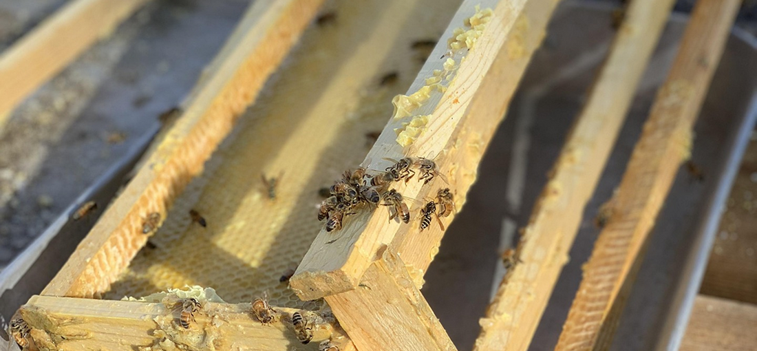 How do beekeepers keep their bees through the winter?