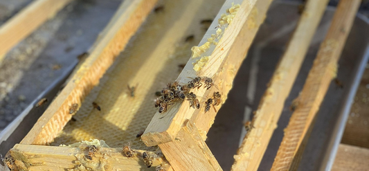 How do beekeepers keep their bees through the winter?