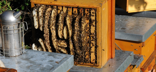 How many drones are there in a swarm of bees?