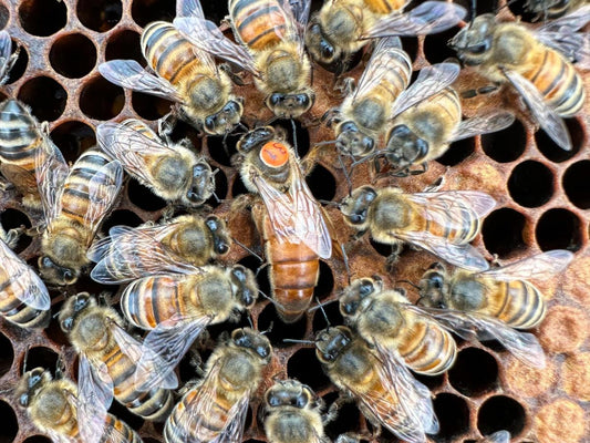 How Does a Bee Become a Queen? 🐝