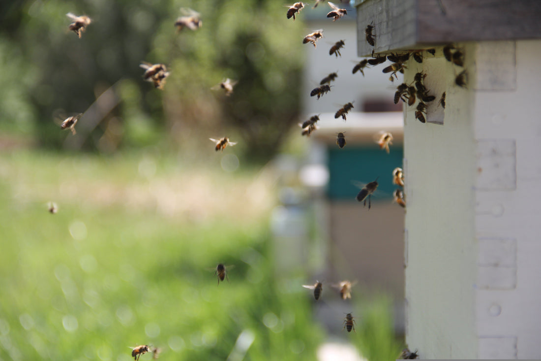 🐝 How to Keep Bees From Flying Away: A Beginner’s Guide