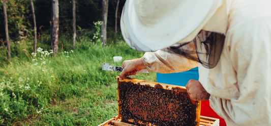 Components of a bee colony