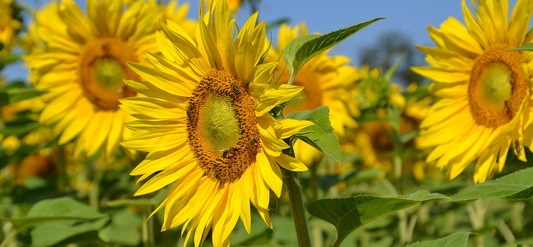 Maybee Hives Wooden Frame And Beeswax Plastic Foundation