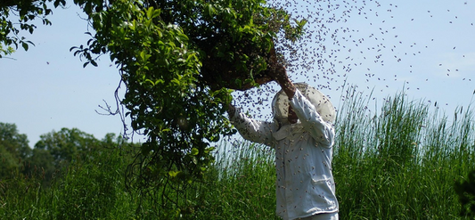 What's the easiest way to deal with a bee sting?