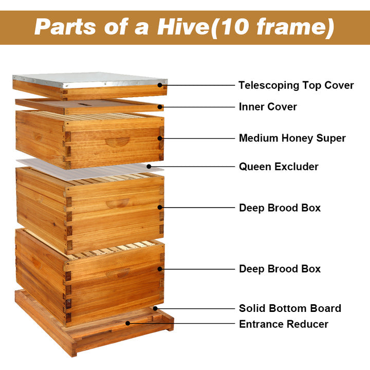 MayBee Hives 10 Frame 3 Layer Wax Coated Langstroth Beehive  Includes 2 Deep Hive Bee Box and 1 Bee Hive Super with Beehive Wooden Frames and Beeswax Foundation beekeeping supplies Cedar Wood Beehives(NO LOGO)